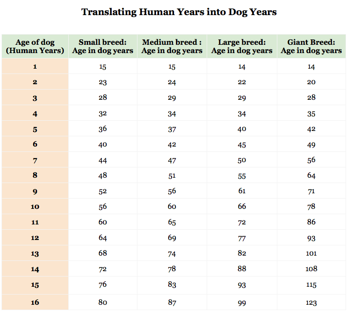 how do small dogs age