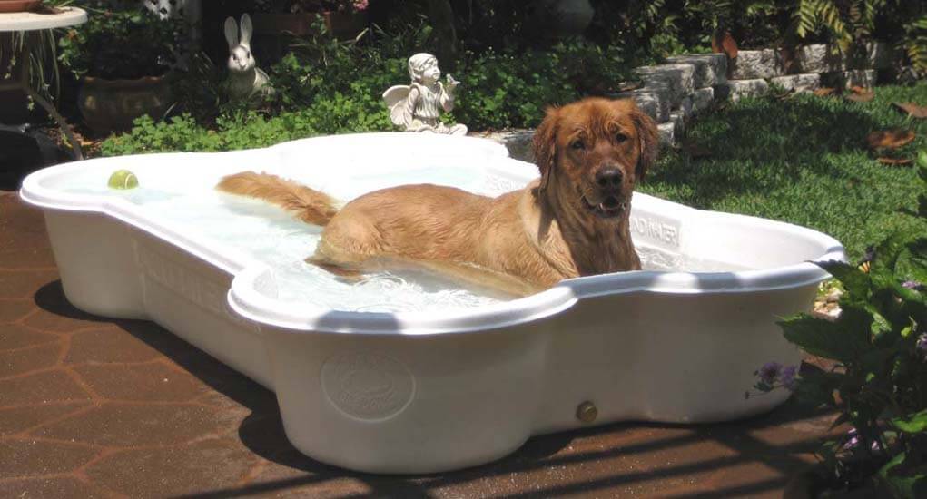 Dog Pools, Underwater Dogs and Puppies