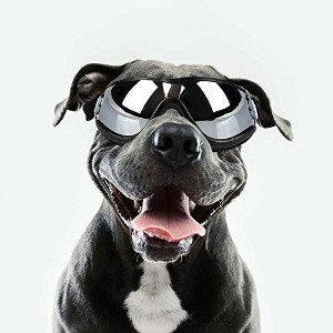 BEST SUNGLASSES FOR DOGS