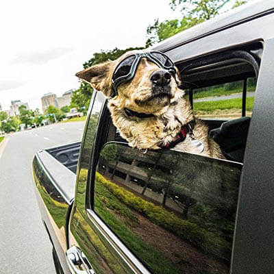 BEST SUNGLASSES FOR DOGS