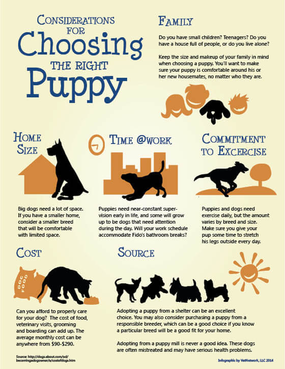 How to choose a Puppy - INFOGRAPHIC, PRESS TO SEE IN FULLSIZE