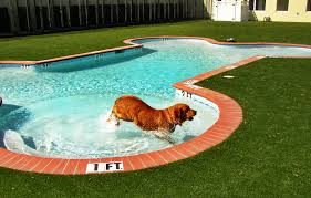 Dog Pools, Underwater Dogs and Puppies