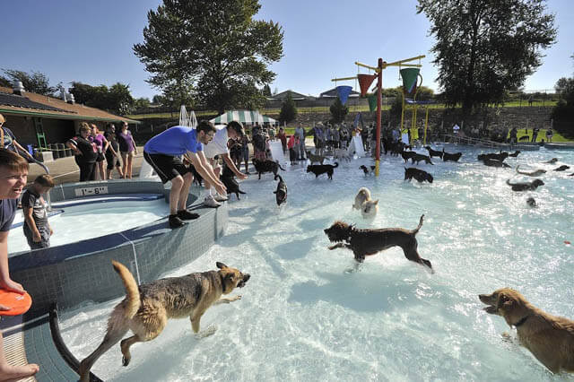 Dog and Puppy in Pools