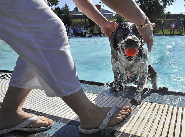 Dog and Puppy in Pools