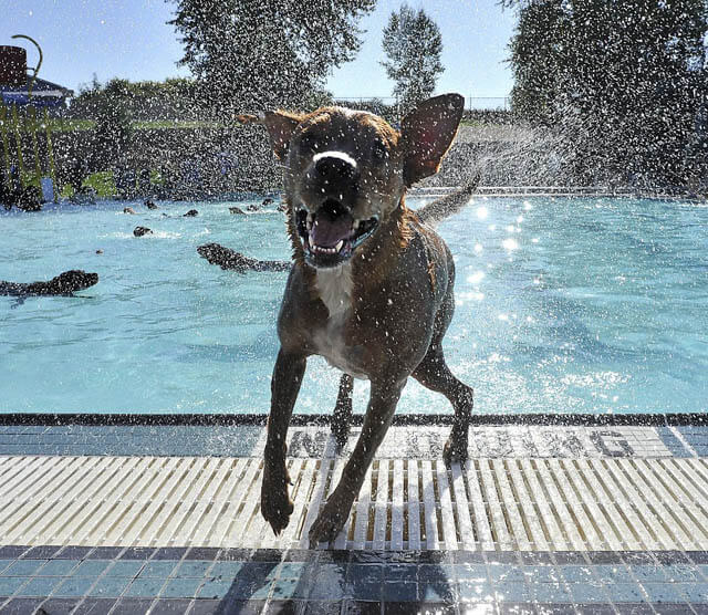 Dog and Puppy in Pools