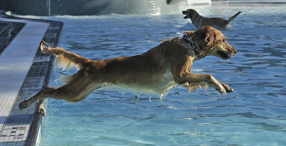 Dog and Puppy in Pools