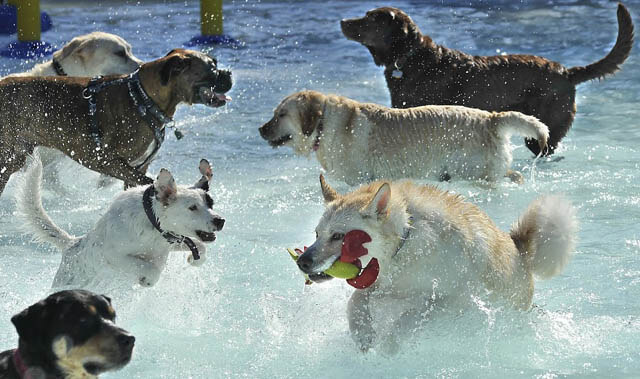 Dog and Puppy in Pools