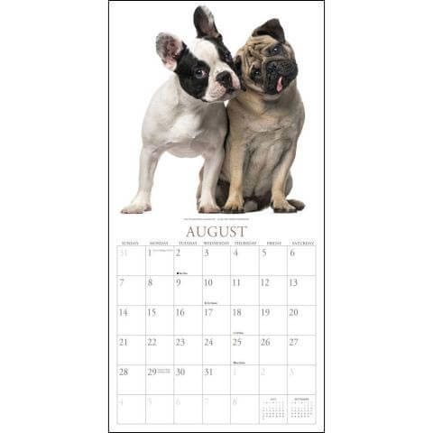 Dog Calendars 2020, 2021, 2022