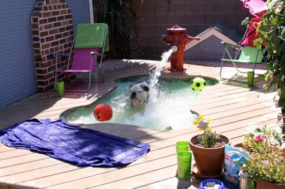 Dog Pools, Underwater Dogs and Puppies