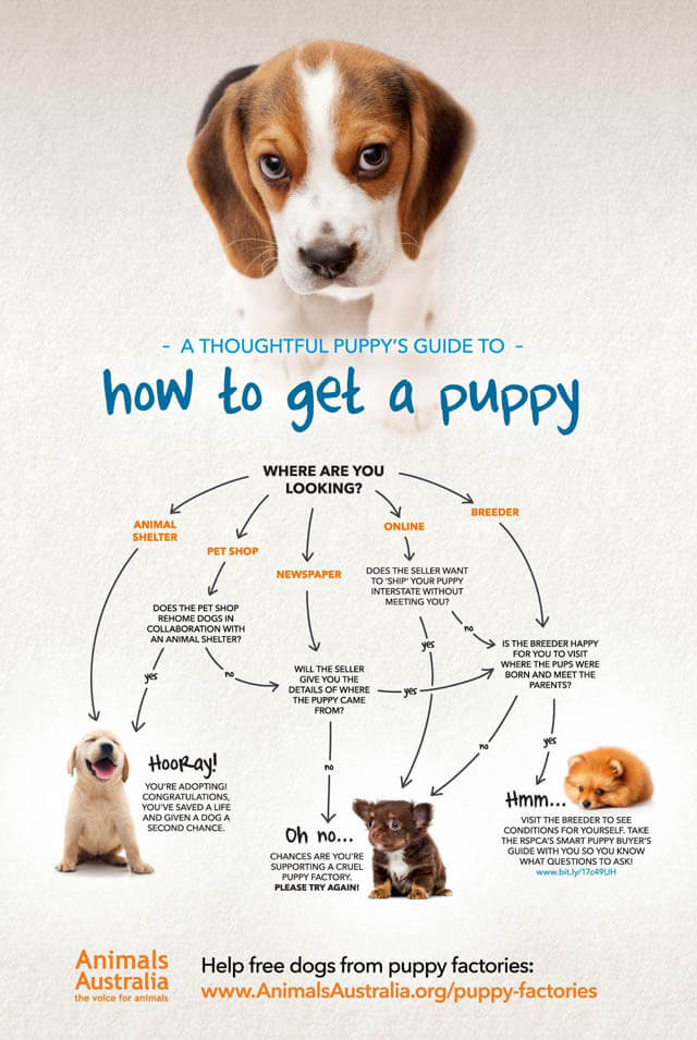 INFOGRAPHIC - BEFORE YOU GET A DOG or A PUPPY