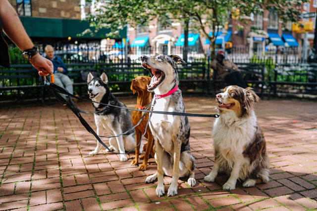 HOW TO SOCIALIZE A DOG - This image courtesy of Matt Nelson
