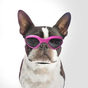 BEST SUNGLASSES FOR DOGS