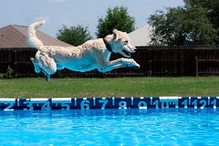 Dog Pools, Parties, Toys