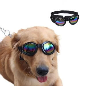 BEST SUNGLASSES FOR DOGS