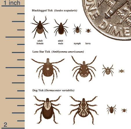 Dog Fleas, Mites and Ticks