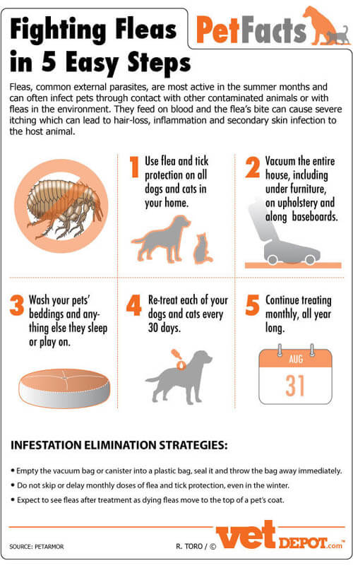 Dog Fleas, Mites and Ticks
