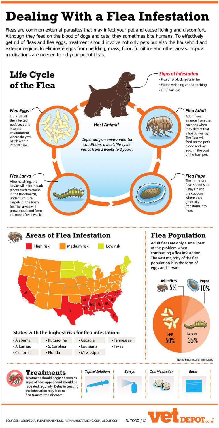 Dog Fleas, Mites and Ticks