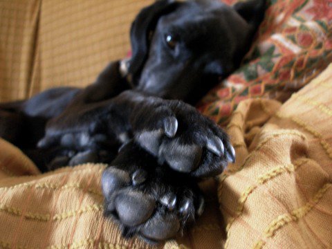 Dog Nails, Claws, Trimming and Clipping