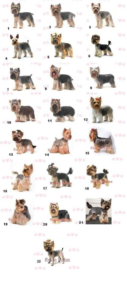 DOG and PUPPY haircut infographic