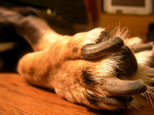 Dog Nails, Claws, Trimming and Clipping