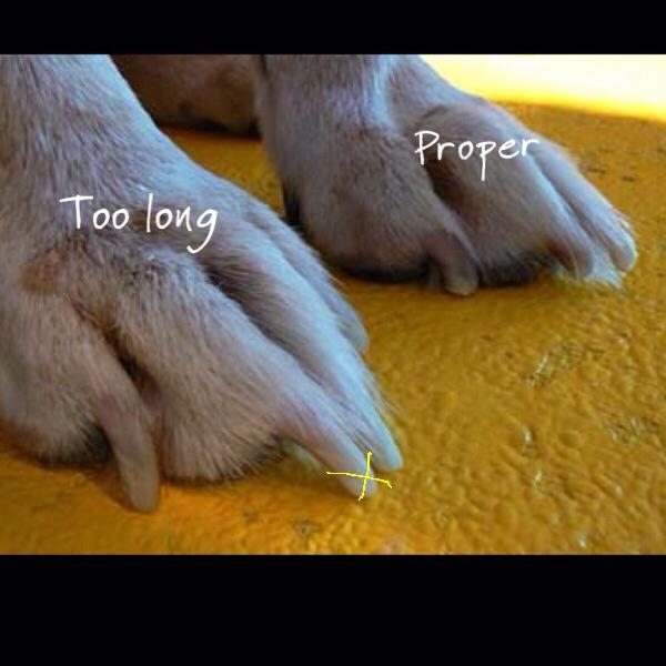 How to cut an uncooperative dogs nails discount
