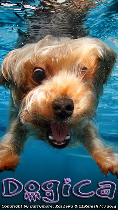 underwater-dog.jpg