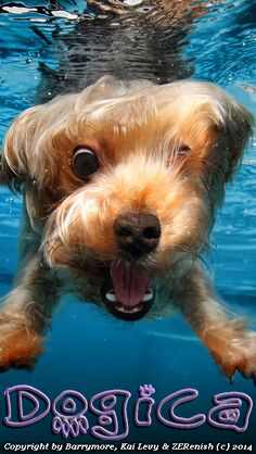 underwater-dog.jpg