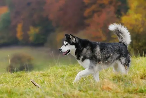 DOG BREEDS CLOSEST TO WOLVES - THIS IMAGE (C) by SHUTTERSTOCK
