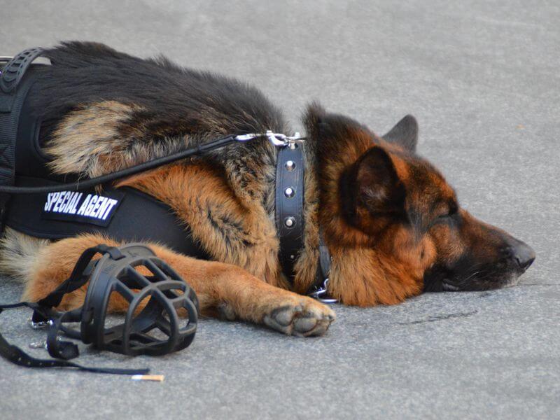 POLICE DOG RETIREMENT & ADOPTION