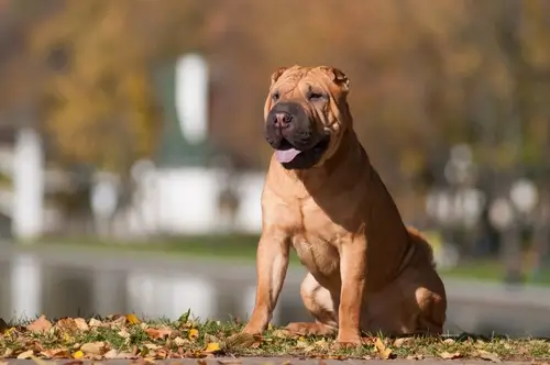 DOG BREEDS CLOSEST TO WOLVES - THIS IMAGE (C) by SHUTTERSTOCK