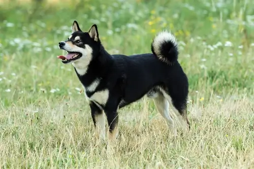 DOG BREEDS CLOSEST TO WOLVES - THIS IMAGE (C) by SHUTTERSTOCK