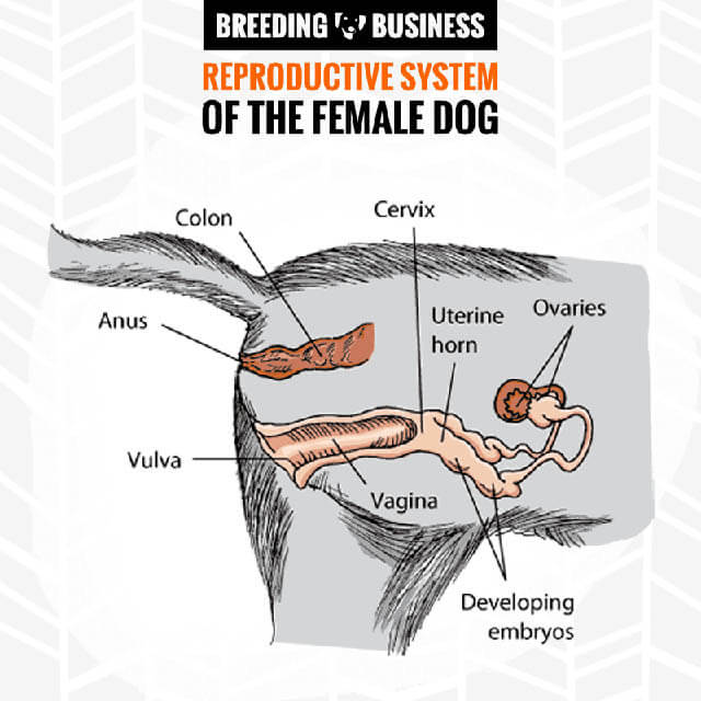 ANATOMY OF A PREGNANT DOG