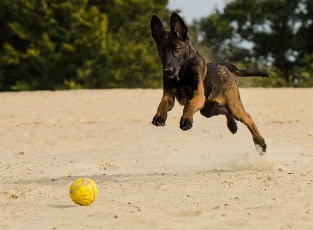 Sergeant Rex(Sarge) : r/BelgianMalinois