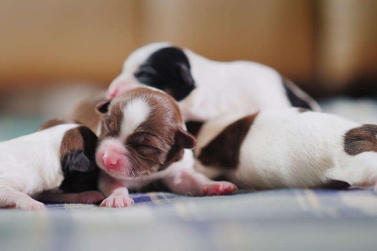 HOW TO TAKE CARE OF A NEWBORN PUPPY