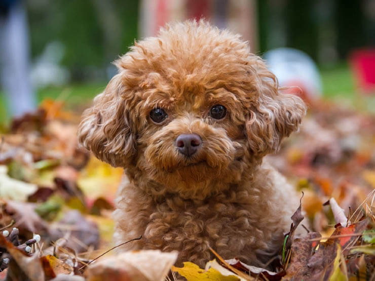 47 Dog Pregnancy Tips For Successful Birth Give Dog Gestation Labor 