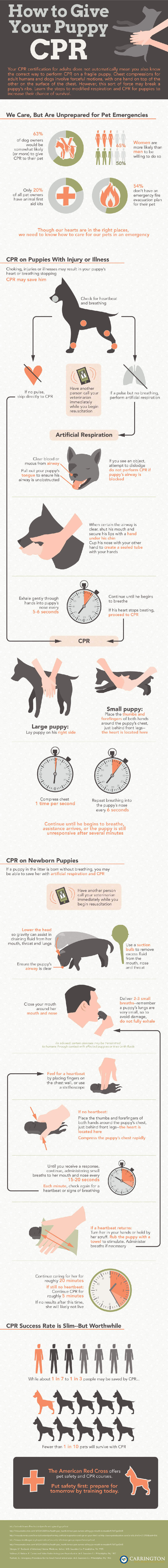 COMMON DOG PREGNANCY PROBLEMS INFOGRAPHICS - PRESS TO DOWNLOAD !