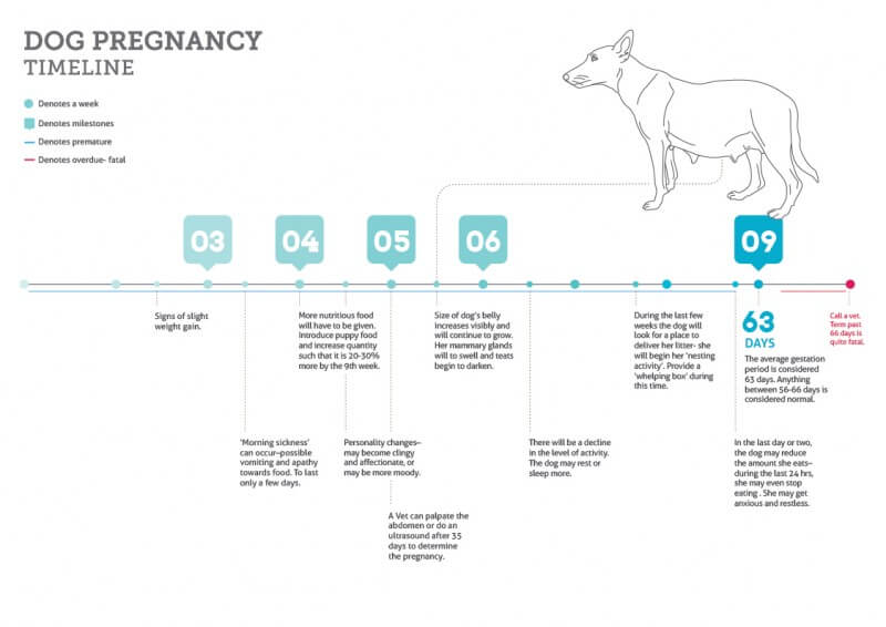 SIGNS & STAGES OF DOG PREGNANCY