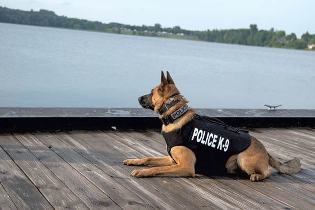 POLICE DOGS F.A.Q