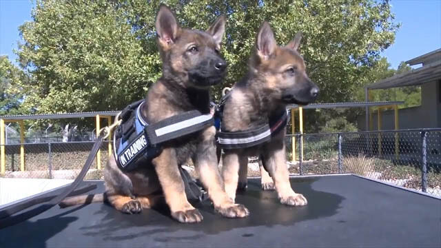 POLICE DOGS TRUTH & FACTS