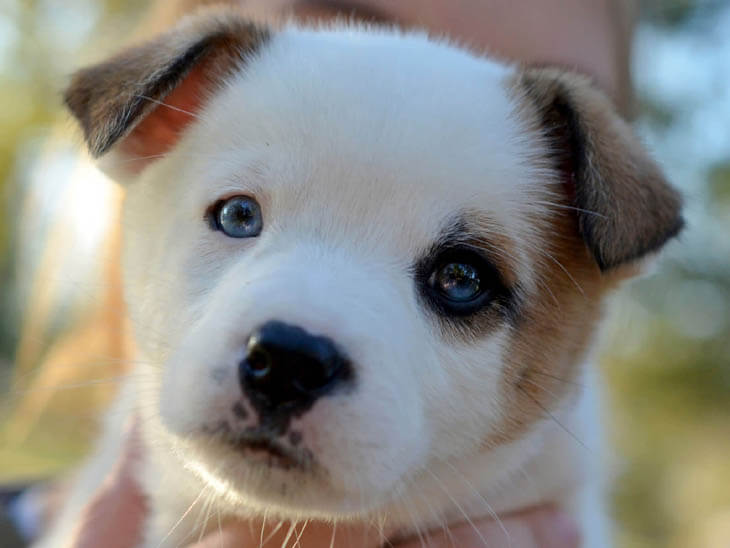 SURPRISING FACTS ABOUT PUPPIES