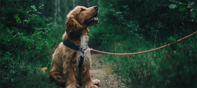 DOG CLICKER TRAINING TROUBLESHOOTING