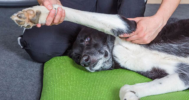 AROMATHERAPY DOG MASSAGE