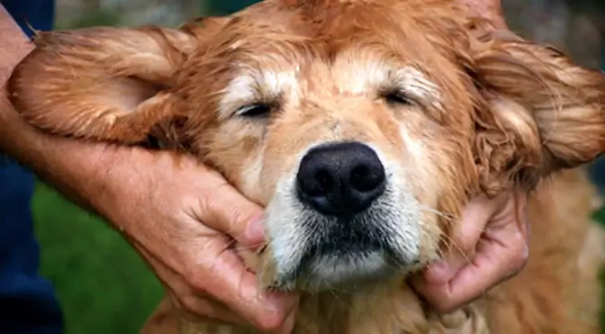 SIGNS A DOG FEELS THE MASSAGE