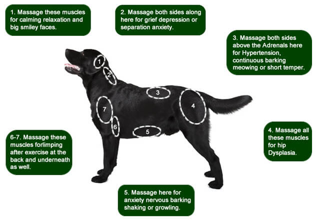 (c) by AZOLLA HEALTH - HOW TO MASSAGE A DOG
