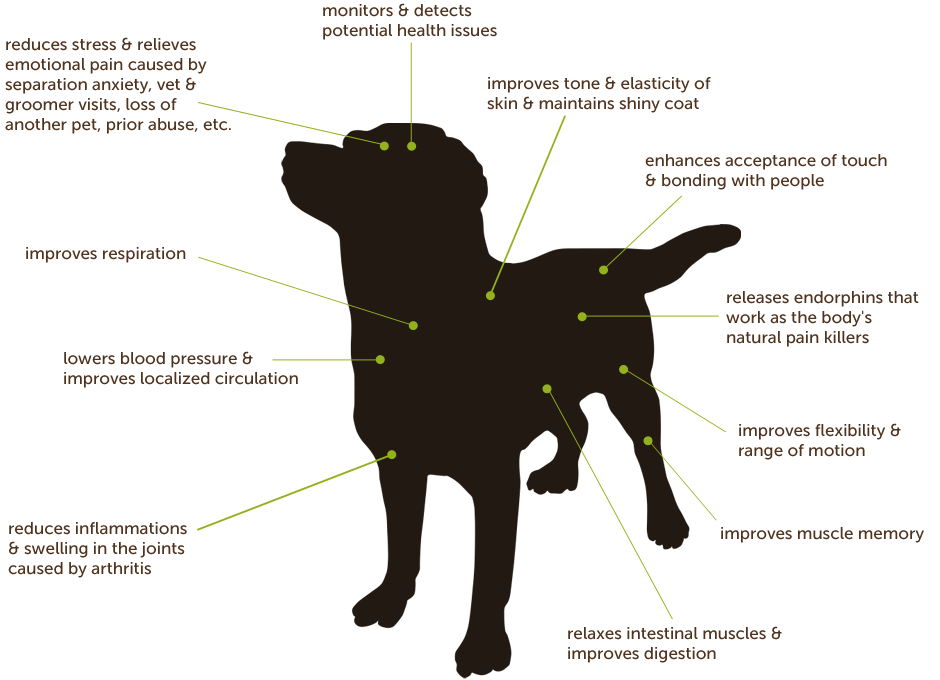 AREAS TO MASSAGE YOUR DOG