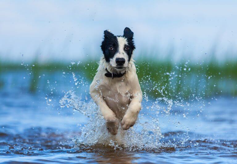 OBEDIENCE CLASS DOG GAMES