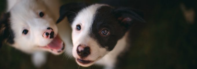 SIGNS A DOG FEELS THE MASSAGE