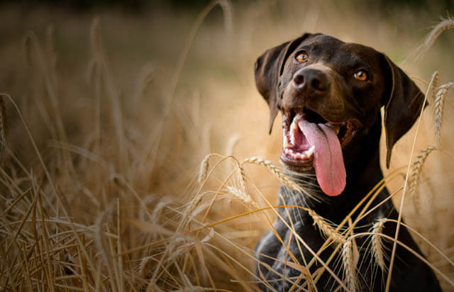 10 FUN GAMES TO PLAY WITH YOUR DOG