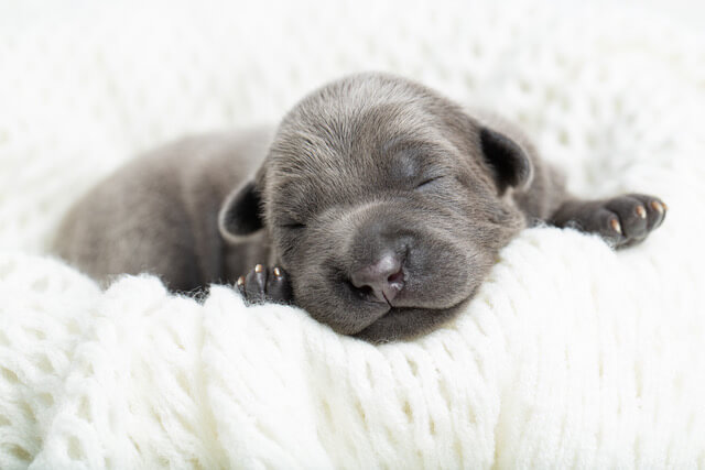 HOW TO CLICKER TRAIN PUPPY