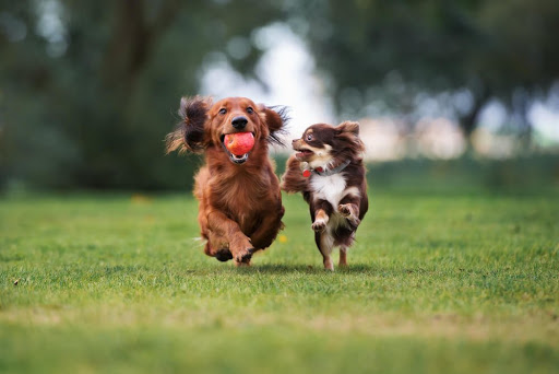 STYLES OF DOG PLAY